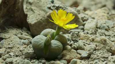 Wherever there's a desert, plants
have evolved to meet its challenge. - The Green Planet