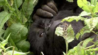 Whether by secreting pheromones, - When Nature Calls with Helen Mirren
