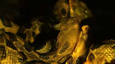 Whether by secreting pheromones, - When Nature Calls with Helen Mirren