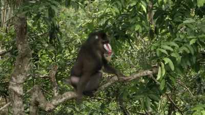 Whether by secreting pheromones, - When Nature Calls with Helen Mirren