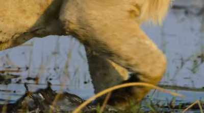 Whether he fled or was killed, - Surviving Paradise: A Family Tale