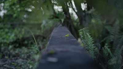 Whether it's around today, - Under the Volcano