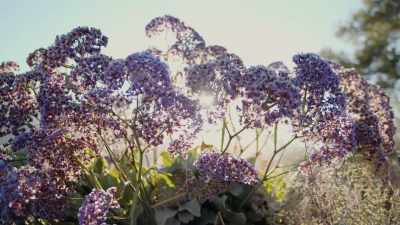 Whether it's flowers - Inside the Mind of a Dog