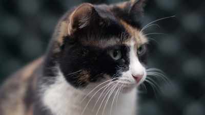 Whether physically, mentally, or in capacity - Kedi