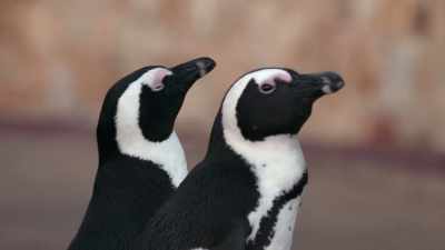 Whether she's safe... - Penguin Town