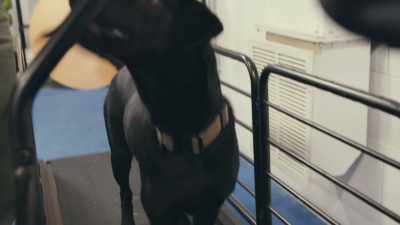 ...which allows them to work
in a safer manner. - Inside the Mind of a Dog