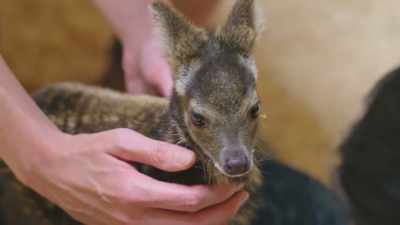 Which is an increase
of half a pound, - Secrets of the Zoo