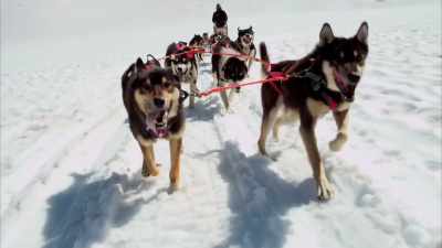 - Which animals?
-Sled dogs, for example,
have not been getting faster - In Search of Greatness
