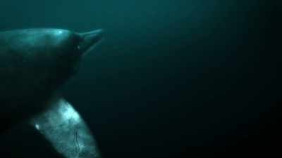 Which could be why no one - Attenborough and the Sea Dragon