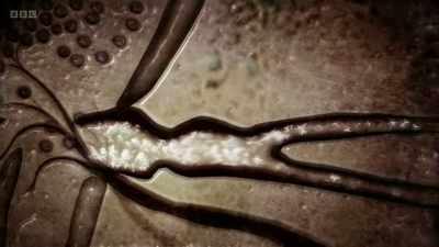 ..which flood into the bloodstream
in their billions. - The Human Body: Secrets of Your Life Revealed