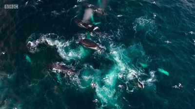 ..which have adapted to live - Planet Earth: A Celebration