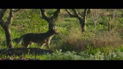 Which helped the coyotes focus
on another problem we were facing... - The Biggest Little Farm: The Return