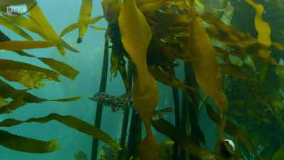 ..which is home to some
truly extraordinary creatures... - Planet Earth: A Celebration