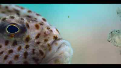 Which makes what she's guarding
extremely precious. - Our Oceans