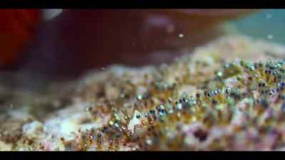 Which means keeping them tidy... - Our Oceans