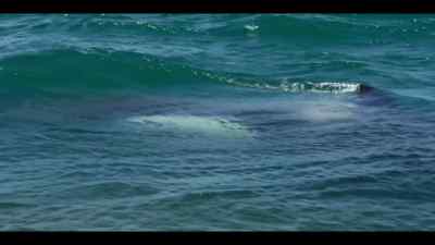 Which proves just how tricky
this actually is. - Our Oceans