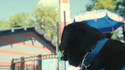 ...which is startling, particularly
if he doesn't know where it's coming from, - Inside the Mind of a Dog