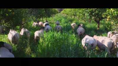 Which we then grazed with our sheep, - The Biggest Little Farm: The Return