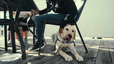 Which is why positioning
for different things is super important. - Inside the Mind of a Dog
