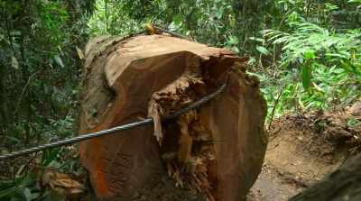 Which is why we've cut down
three trillion trees across the world. - David Attenborough: A Life on Our Planet