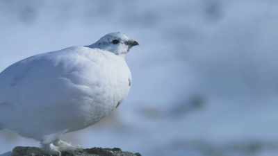 While a warming climate is causing
problems in northern habitats... - Attenborough's Life in Colour