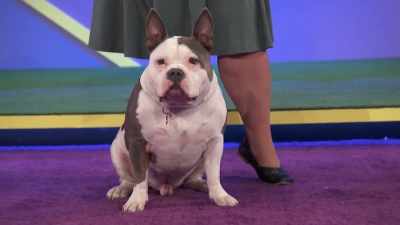 While you are all winners, - 2022 American Rescue Dog Show