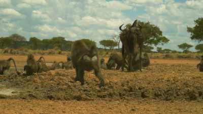 While Bakari distracts
the wildebeest, - Serengeti