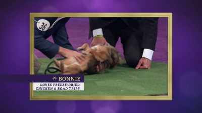 ...while Bonnie
took a back dive - 2022 American Rescue Dog Show