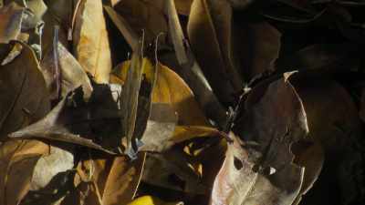 ..while this butterfly's wings
take on the appearance - Attenborough's Life in Colour