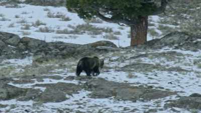While they do immediately
begin searching for food, - Yellowstone: One-Fifty