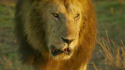 While enemies threatened us all. - Serengeti