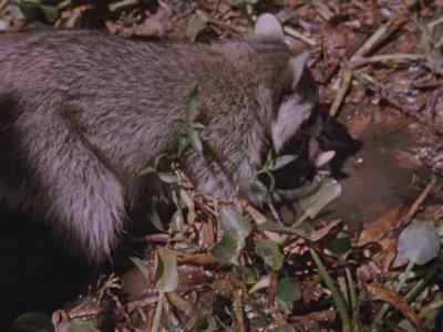 While Father deals with one, - Prowlers of the Everglades