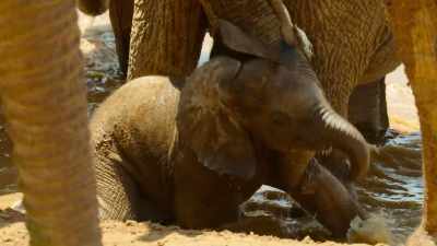 While he's enjoying
a closely supervised paddle... - Wild Babies