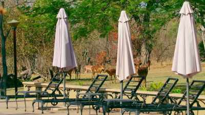 While impala and nyala antelope - The Year Earth Changed