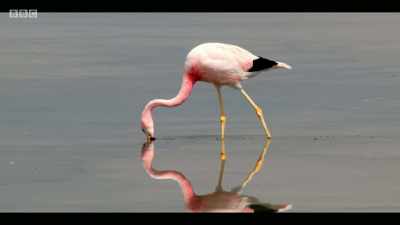 While in a country
like the United Kingdom, - Extinction: The Facts