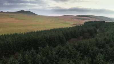 While in Cornwall,
this dense strip of plantation - Wild Isles
