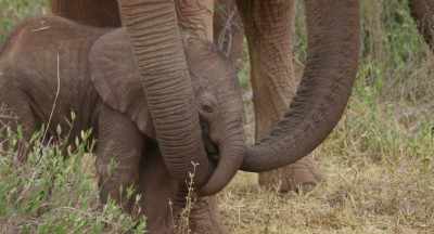 While Mala might be the one who feeds her, - The Elephant Queen