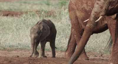 While Mala and Mimi head down to drink, - The Elephant Queen