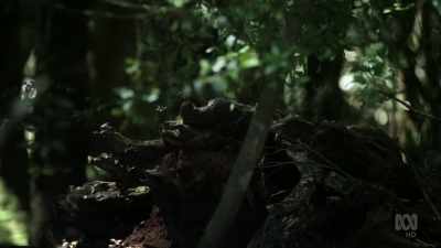 While they may appear dog-like, - David Attenborough's Tasmania