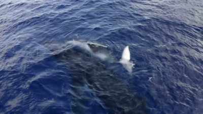 "While Mom and calf talk in whispers," - Secrets of the Whales