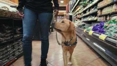 While not every dog
is welcome in a supermarket, - Inside the Mind of a Dog