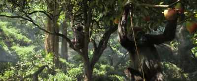 While other gorillas were learning
to swing from vines and gather fruit, - The One and Only Ivan