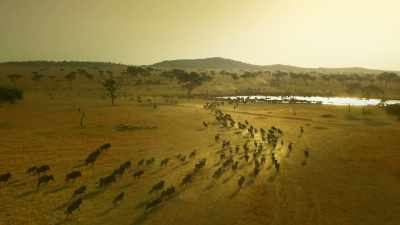 ..while others are reunited, - Serengeti