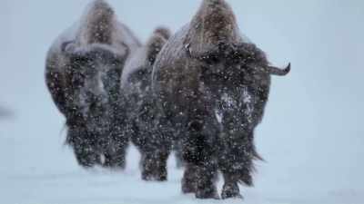 While others seek out safe
havens in lower elevations. - Yellowstone: One-Fifty