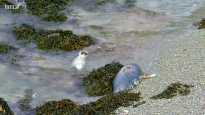 ..while others take to
it like seals to water. - Wales: Land of the Wild