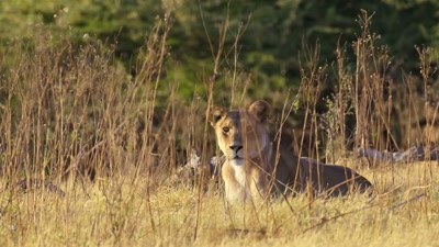 While others will have to face
their darkest fears. - A Year on Planet Earth