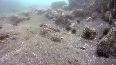 While some creatures
like to take their sweet time dining, - Absurd Planet