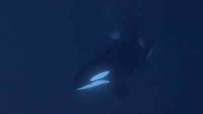 ''While some pods rely on numbers,
others don't have that luxury.'' - Secrets of the Whales