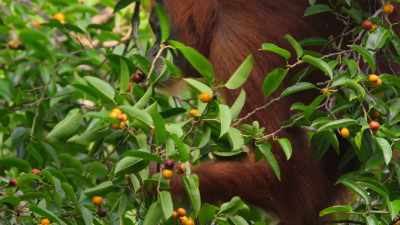 While still an infant, this Sumatran
orangutan was taken from the forest - Our Great National Parks