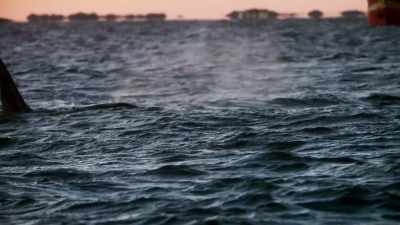 While studying the orcas, - Blue Planet II